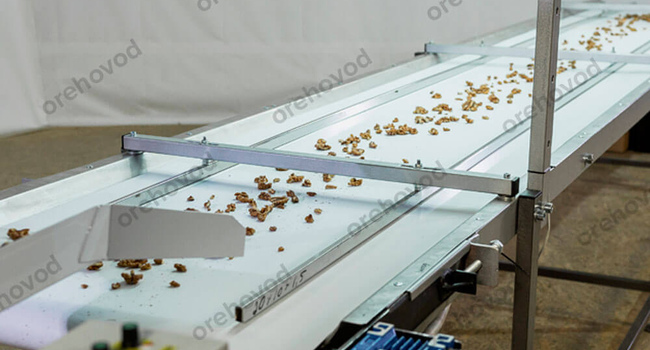 Инспекционный стол для сортировки грецкого ореха